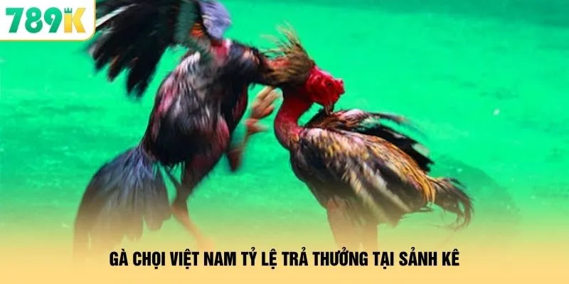 Gà Chọi Việt Nam 789K - Cửa Cược Giúp Gom Thưởng Cực Đậm 2 Gà chọi Việt Nam tỷ lệ trả thưởng tại sảnh kê